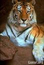 El tigre gran