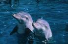 més dofins