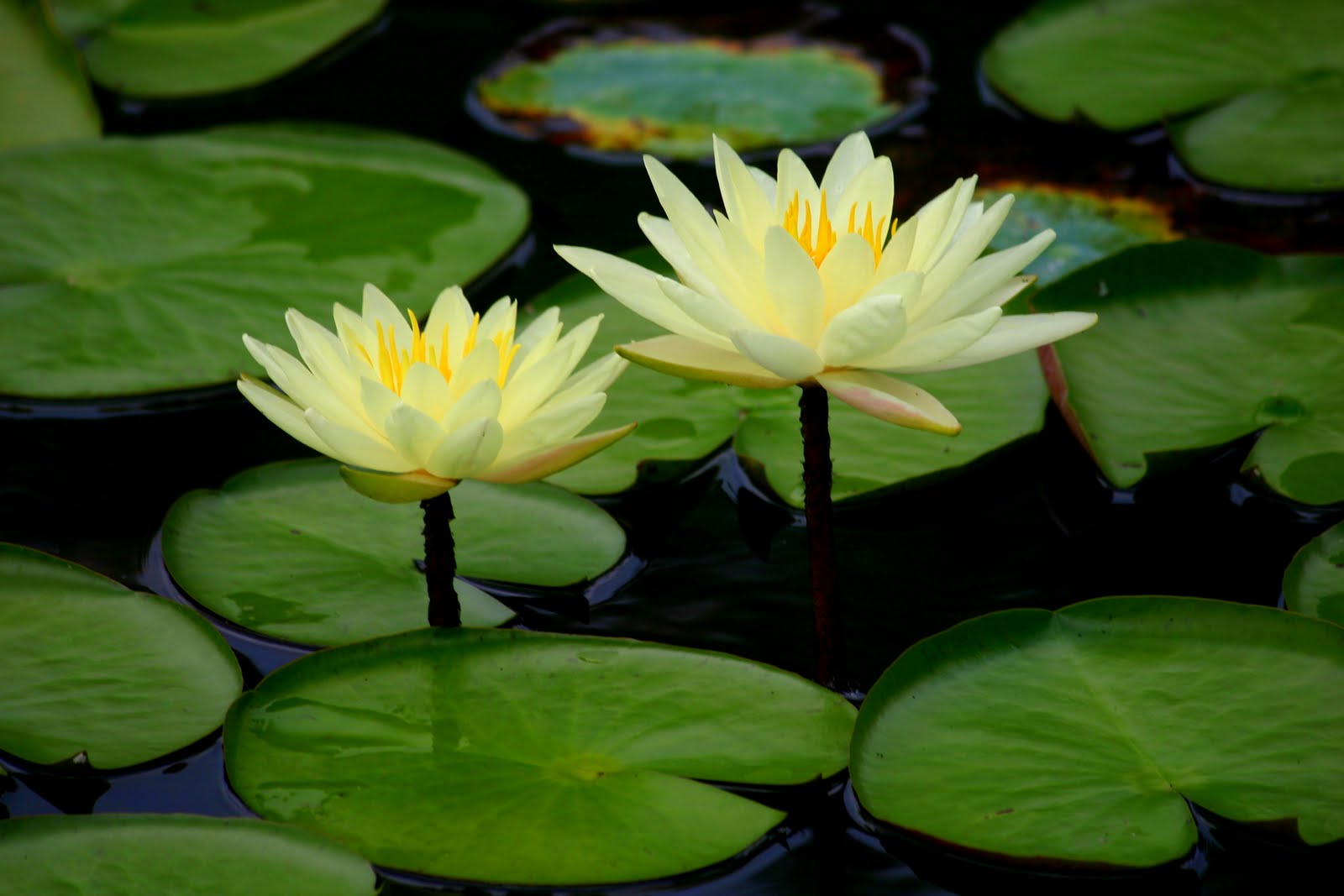 Where in Columbus? Beautiful Gardens and Flowers of Columbus