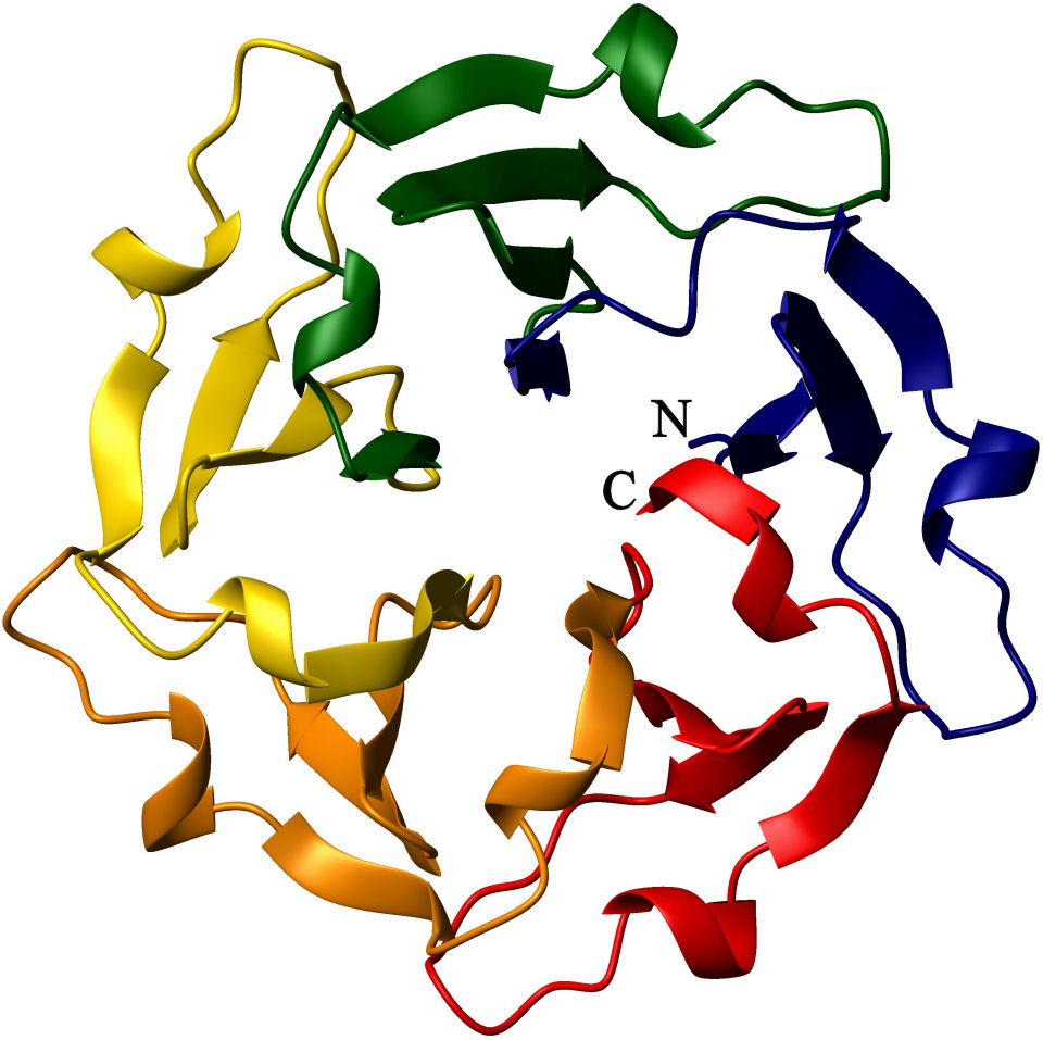 Structural homology, protein; Protein Structural Homology