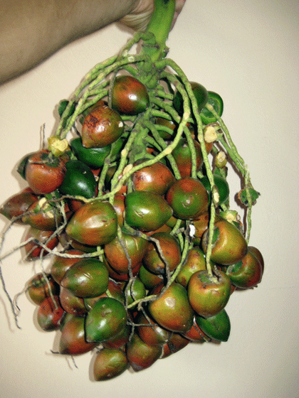 [pejibaye-racimo.gif]