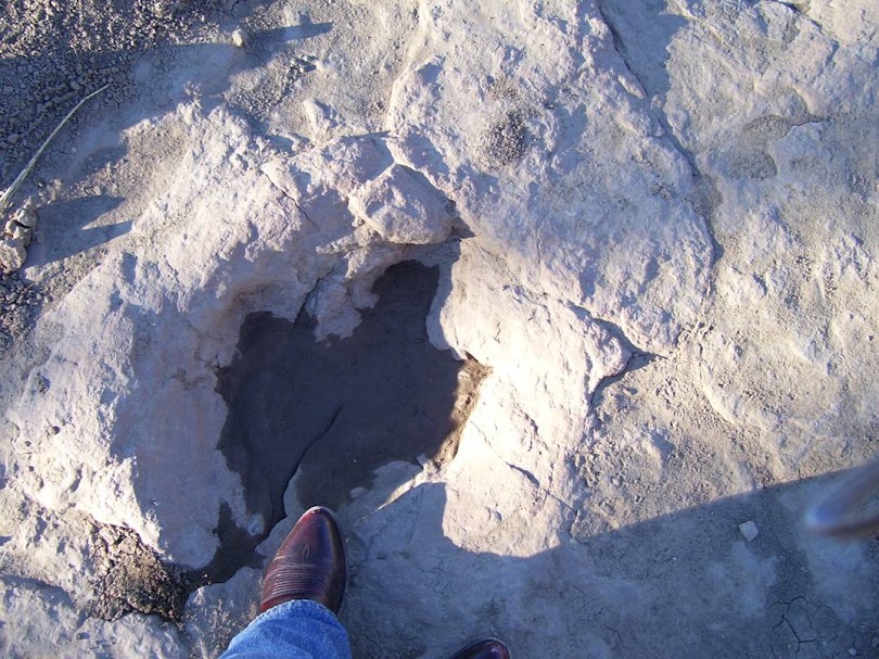 Dinosaur Evidence