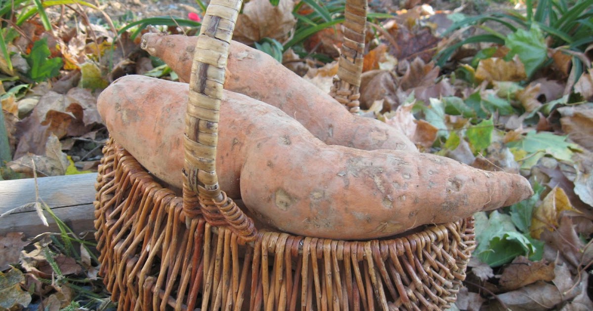Home Joys Storing Sweet Potatoes