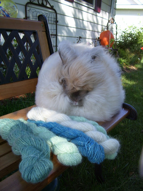 English Angora buck