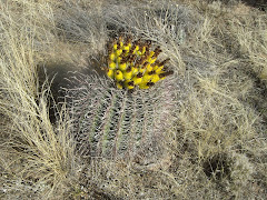 Desert Cactus ready to bloom.