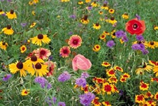 Midwest Wildflower Mix