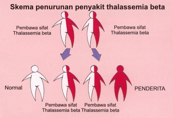 Peratus pembawa thalassaemia di malaysia