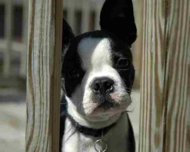 Dog Friendly Rent West Lothian Dog Friendly Rent West Lothian