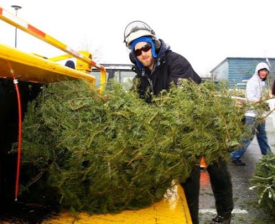 Nanaimo-Info-blog: Nanaimo Christmas Tree Chipping 2014 Nanaimo Christmas Tree Chipping 2014 - Nanaimo-Info-blog: Nanaimo Christmas Tree Chipping 2014
