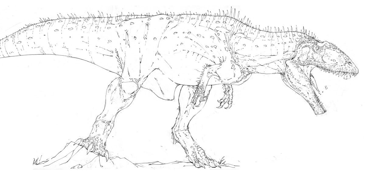 Carnosauria: New Carcharodontosaurus drawing