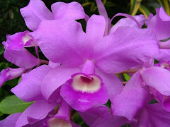 Flor Nacional de Costa Rica