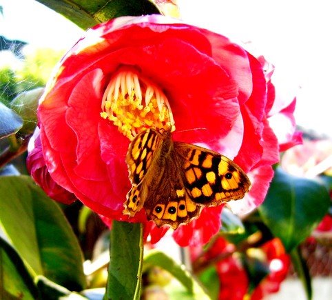 [camelia.bmp]