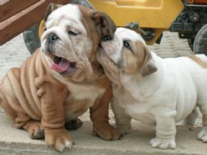 [BULLDOG.jpg]