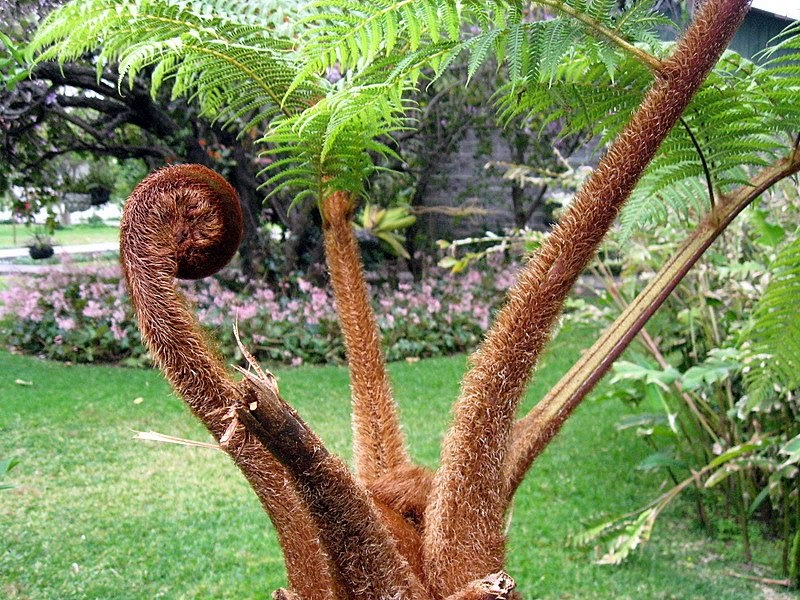 Small World...Big Family: Monkey Tail Plant