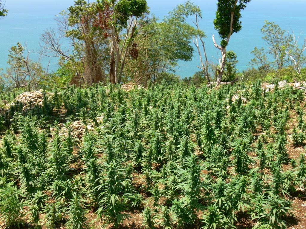 Trinidad+Weed Online TV and movie links: Ganja kills Jamaican in Trinidad