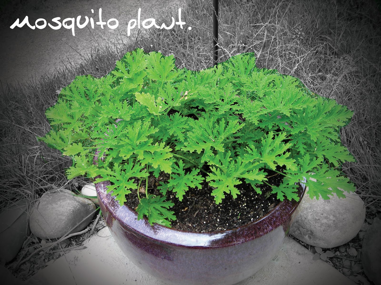 image gallery mosquito plant image gallery mosquito plant