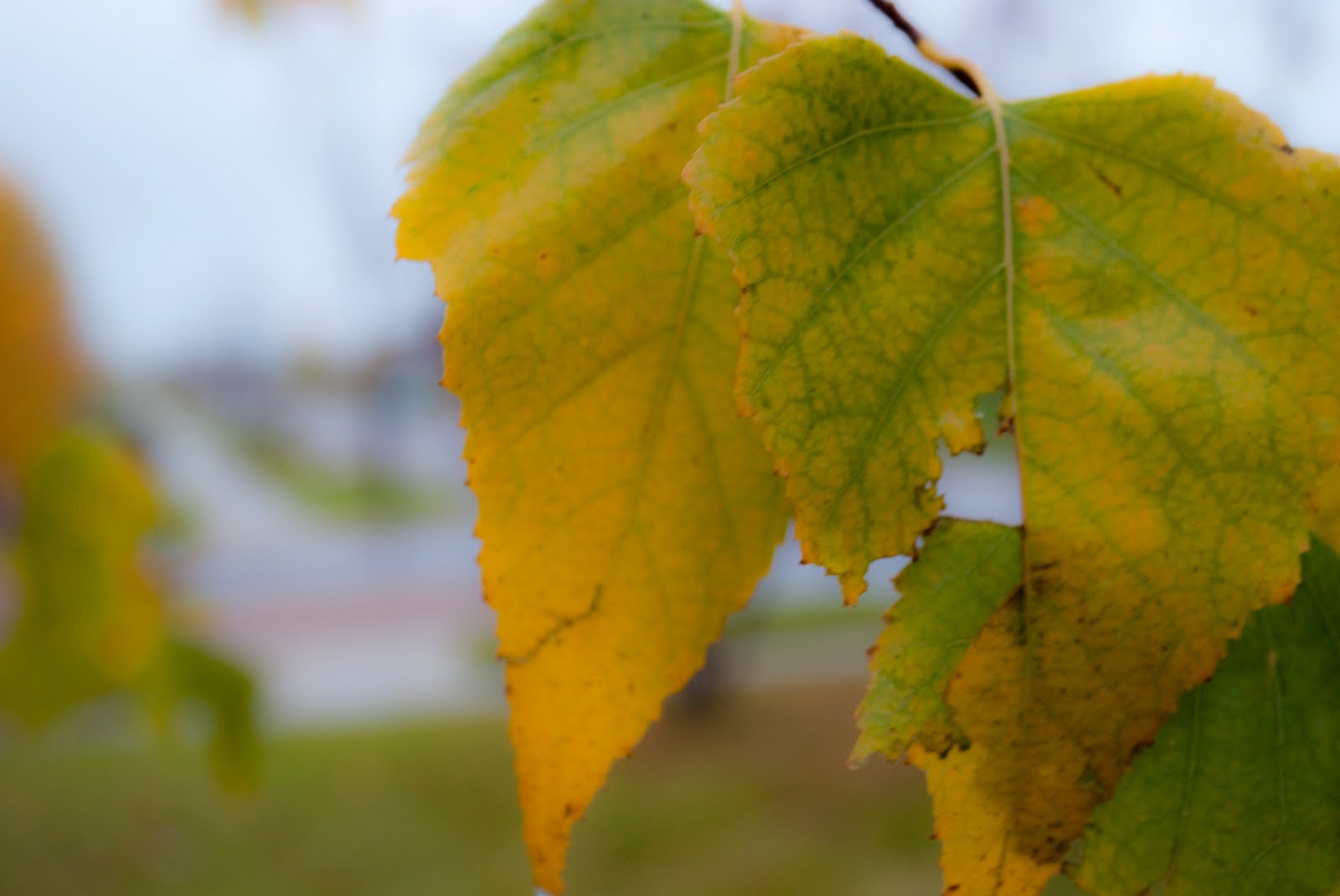 Low Impact Fashionista: A Rainy Morning: The Front Yard