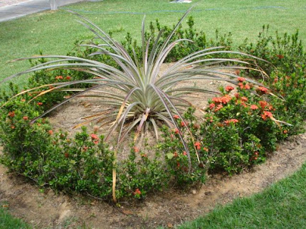 Planta croatá, que deu origem ao nome do município