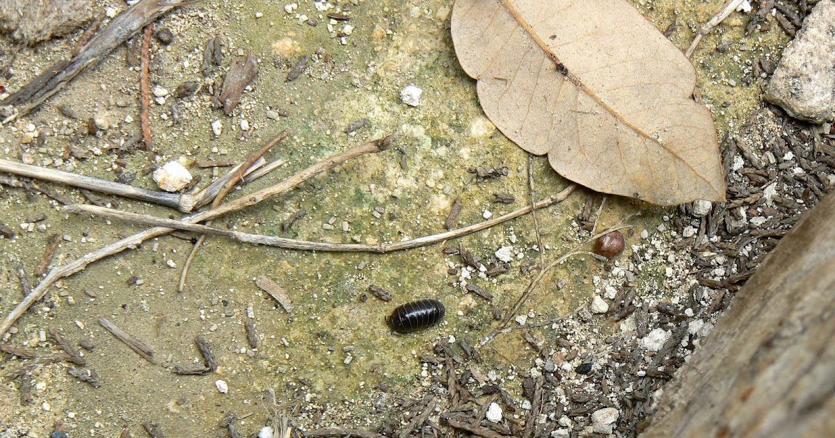 Having Fun at Home Roly Poly Bugs