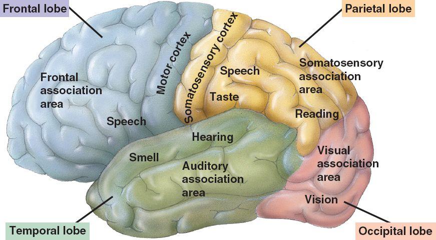 diencephalon parts