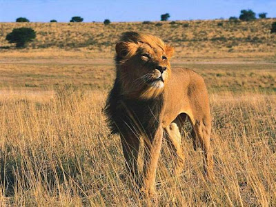 wildlife Tours wildlife India Tours