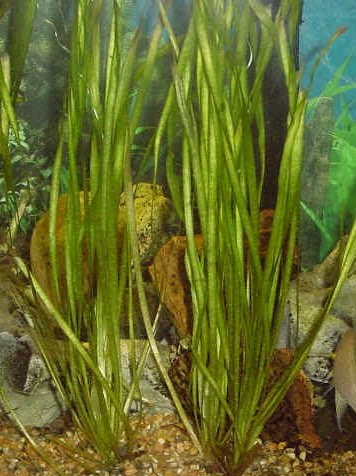 random thoughts fresh water plants for your aquarium