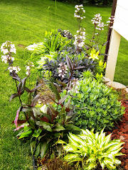 Side of house penstemons, hosta, lillies