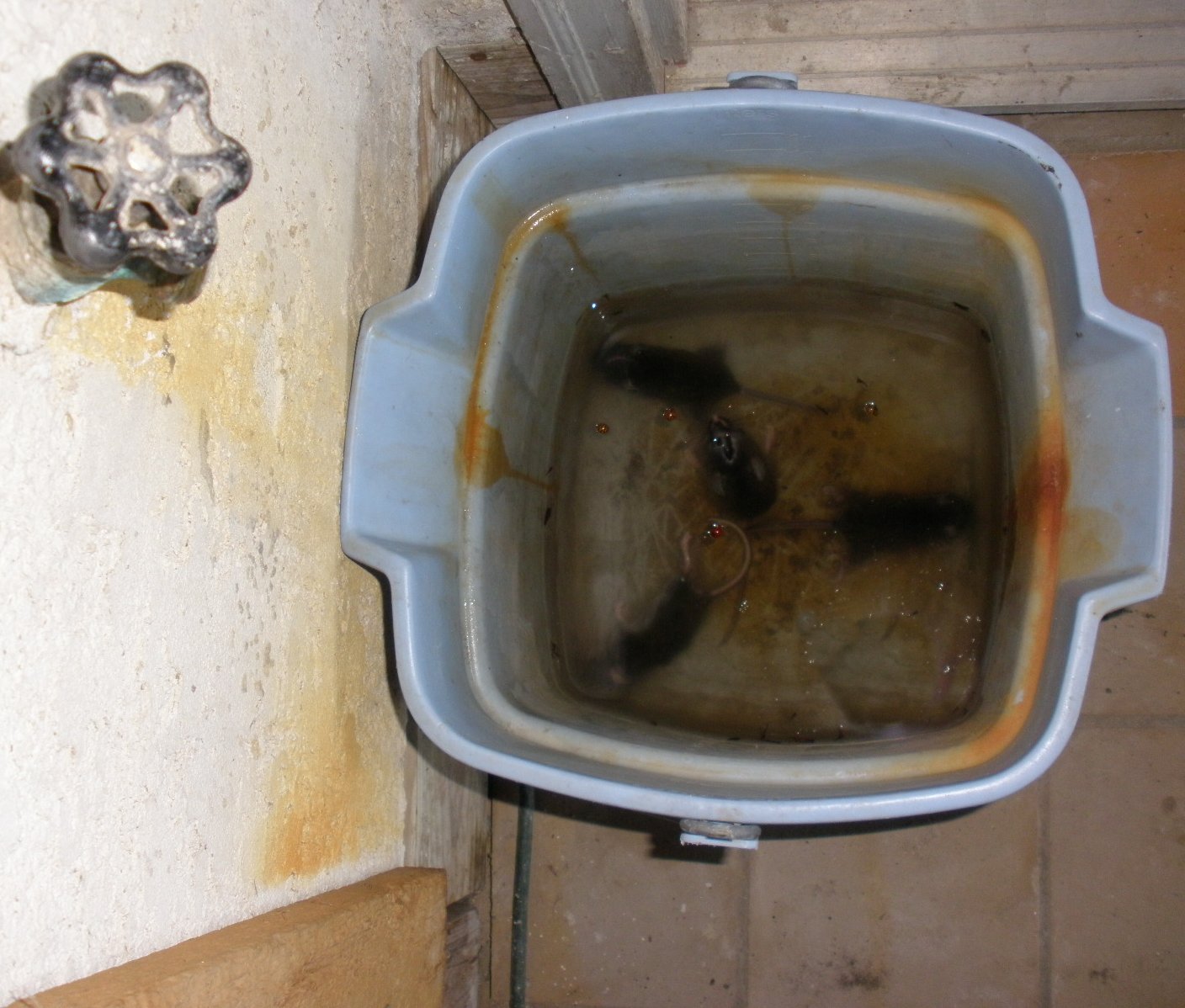 Rue Obscure Four drowned mice.