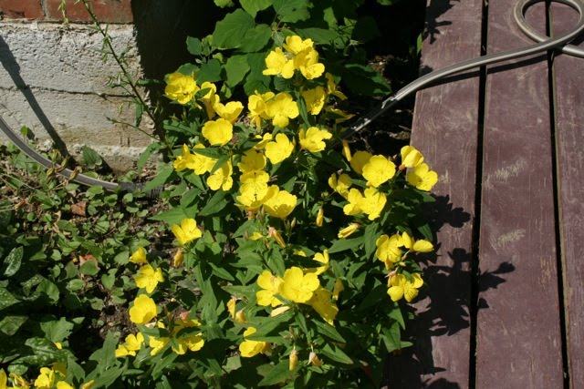 Dewan Family Tales July 2010 1 Yellow Flower That Close At Night 2 Pinkish I Also Have In 3 Large Tall Things Think Are Hollyhocks The Flowers