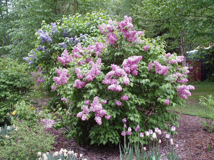 Secret Garden Lilacs