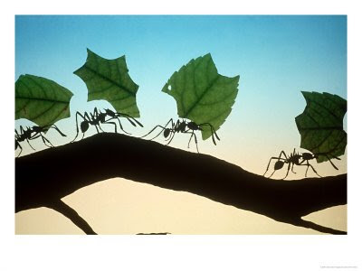 Ant With Leaf