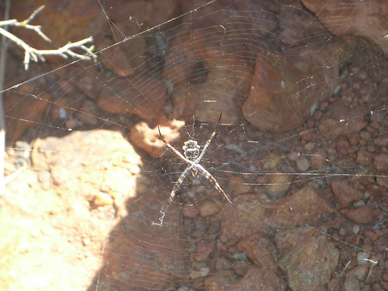 MAIS UMA SUBIDA NA SERRA DO PEDRO