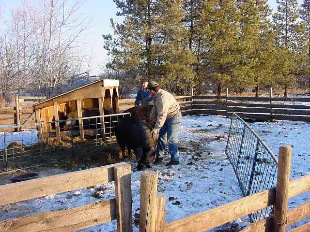 by soaking alfalfa cubes