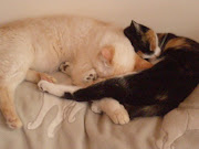 Kittays