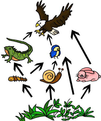 food chain pictures. food chain food web. food