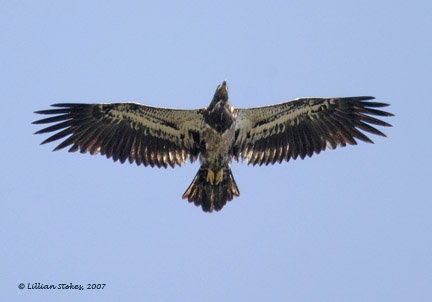 Pics Of Eagles Flying. wallpaper Golden eagle flying