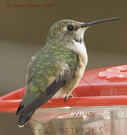 stokes birding blog selasphorous hummingbirds in new england stokes birding blog selasphorous hummingbirds in new england