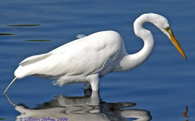 STOKES BIRDING BLOG: Happy 4th of July Weekend, Red, White & Blue Birds