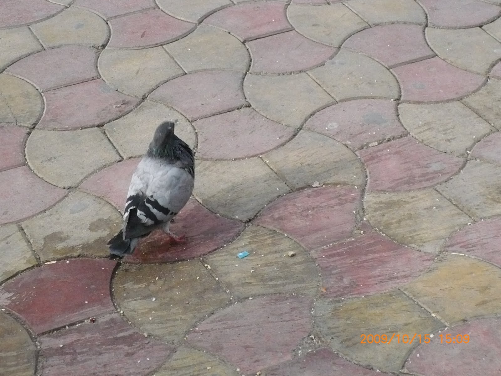[P1130187.JPG]