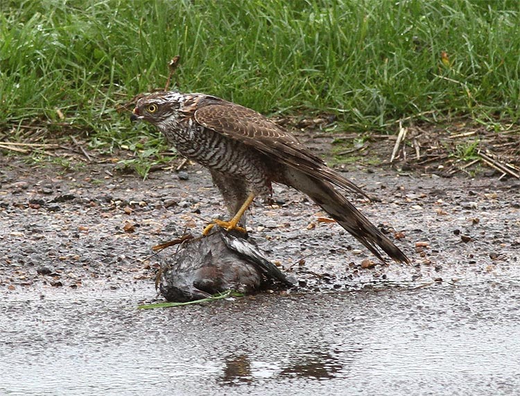 rencontre chauves souris bourges