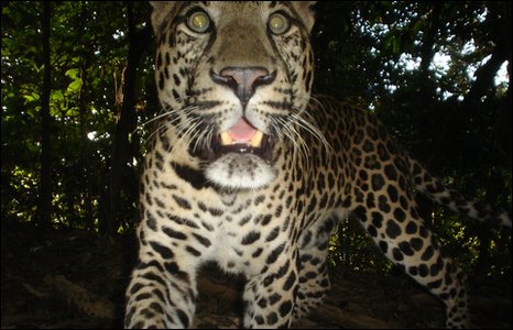 [leopard.jpg]