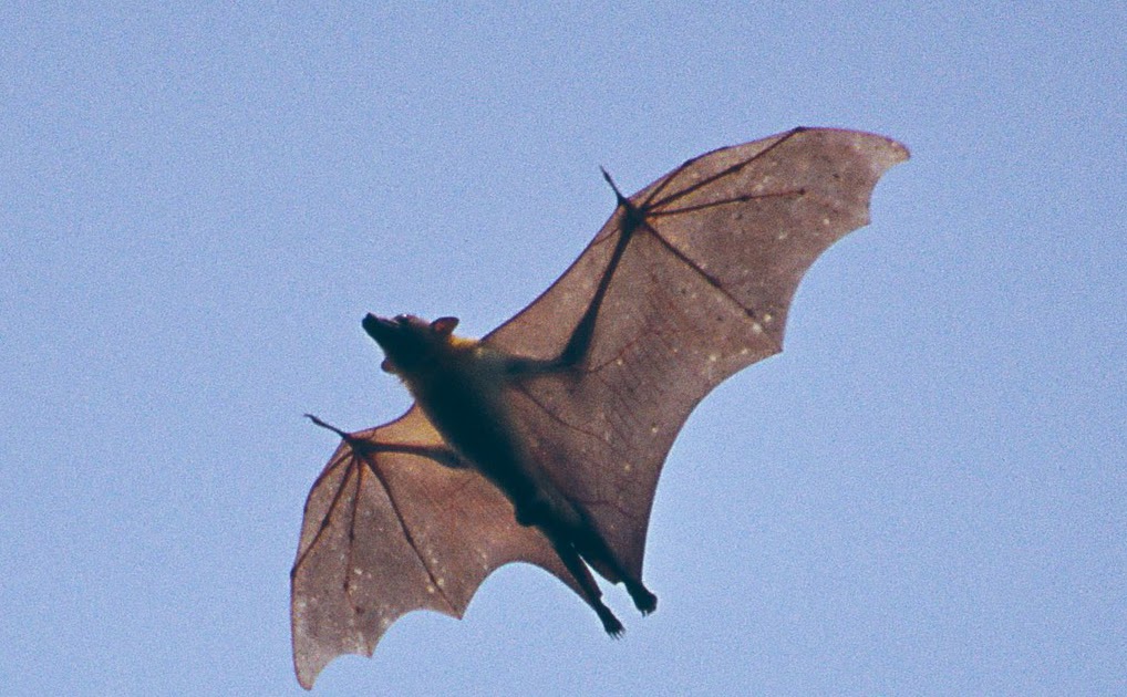 One Couple's Adventure in Africa The Fruit Bats Are Here!