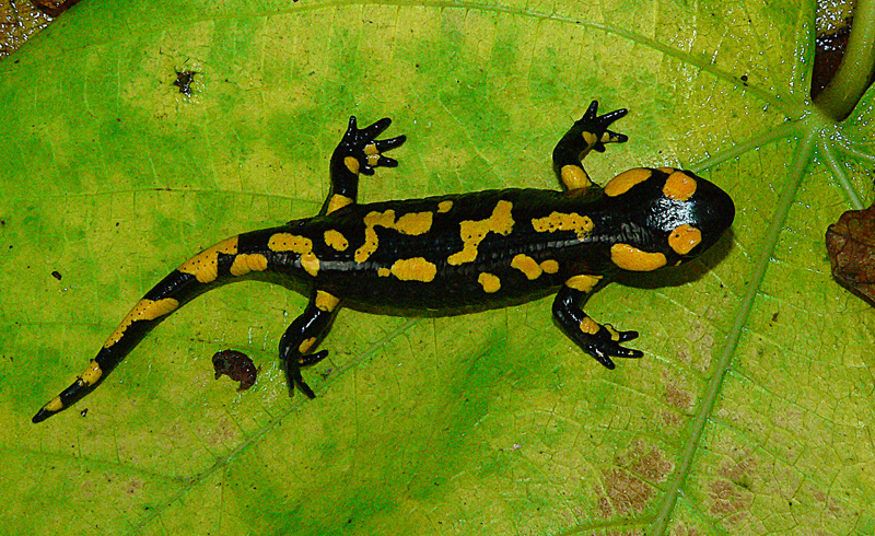 Asociacion Herpetologica Granadina Larga Vida A Las Sabandijas