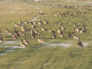 Geese on Huron Road!