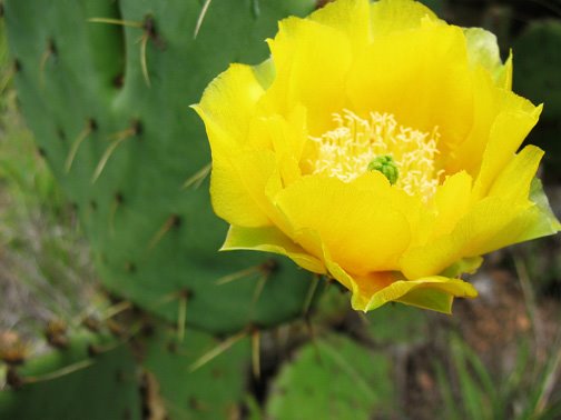 [Opuntia+flower.jpg]