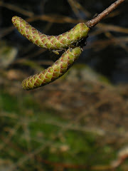 Willow Branches....New Beginning