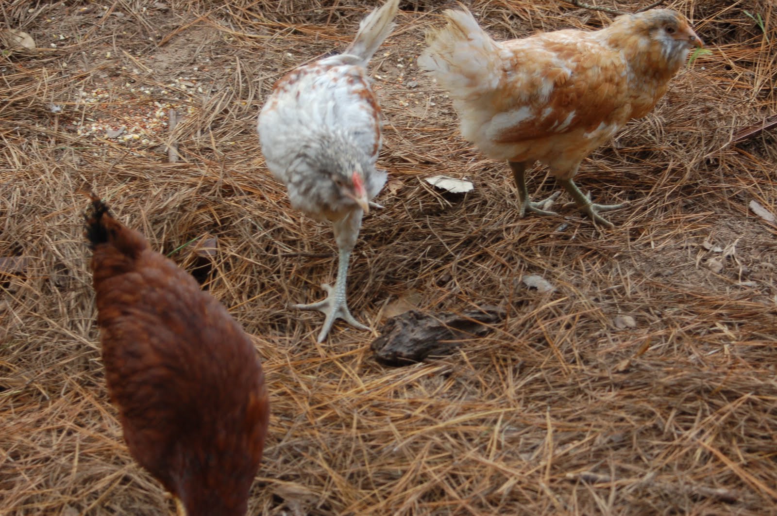 Becky's Barnyard New Pullets