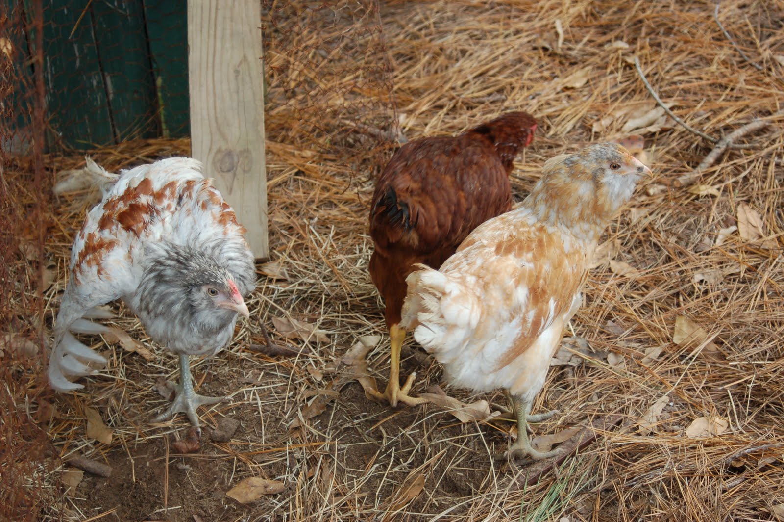 Becky's Barnyard New Pullets