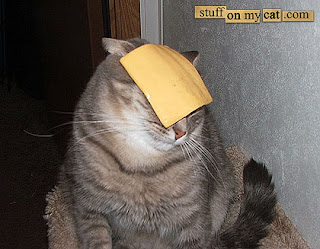 http://2.bp.blogspot.com/_OdYyKuwBKug/RcsuSTpLNfI/AAAAAAAAAFk/Rf8rVhJ5H00/s320/cheese%20cat.jpg