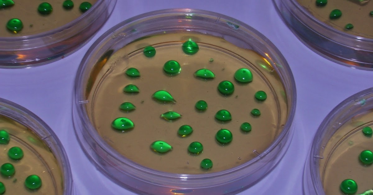 Gelology Edible Petri dishes